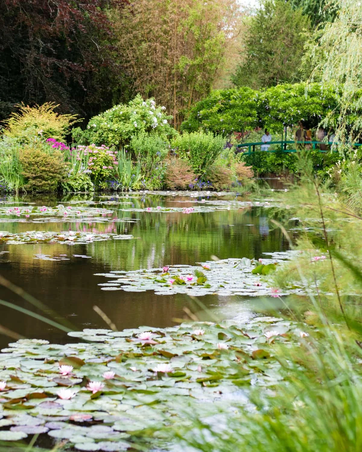 Water lilies