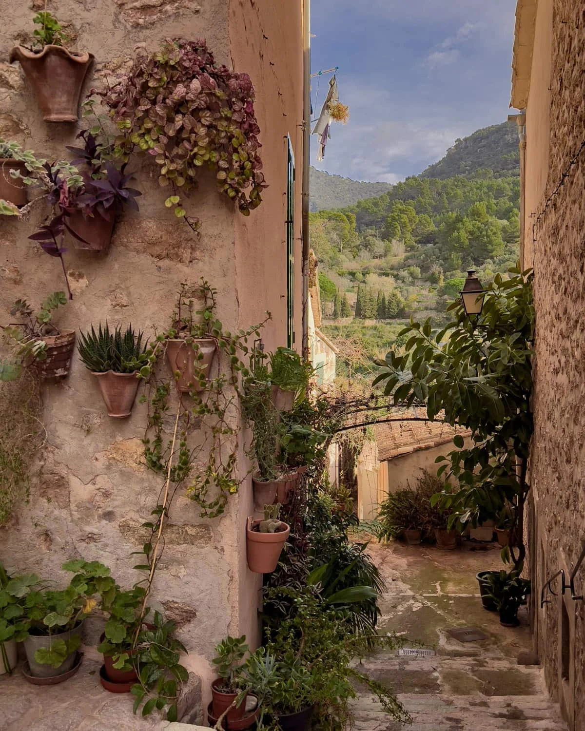 Valldemossa a wall full of vertical plants