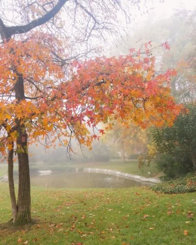 A foggy autumn morning in Toulouse
