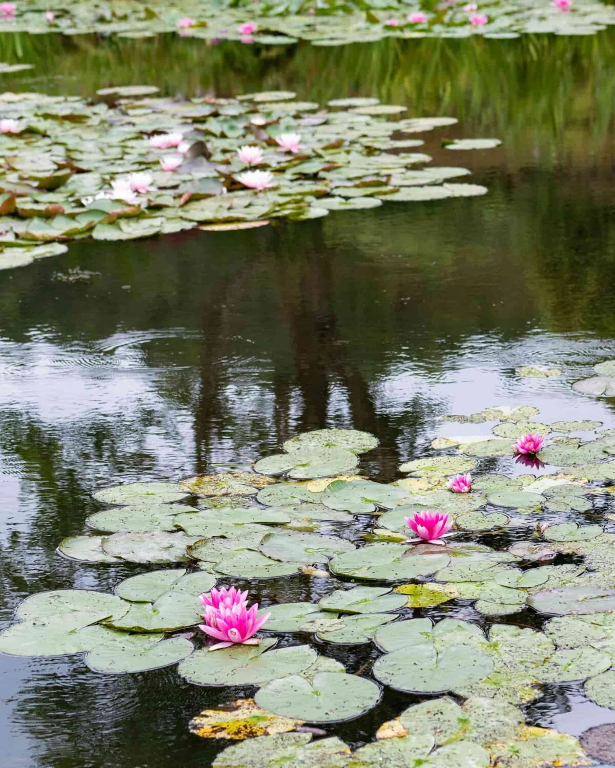 water lilies