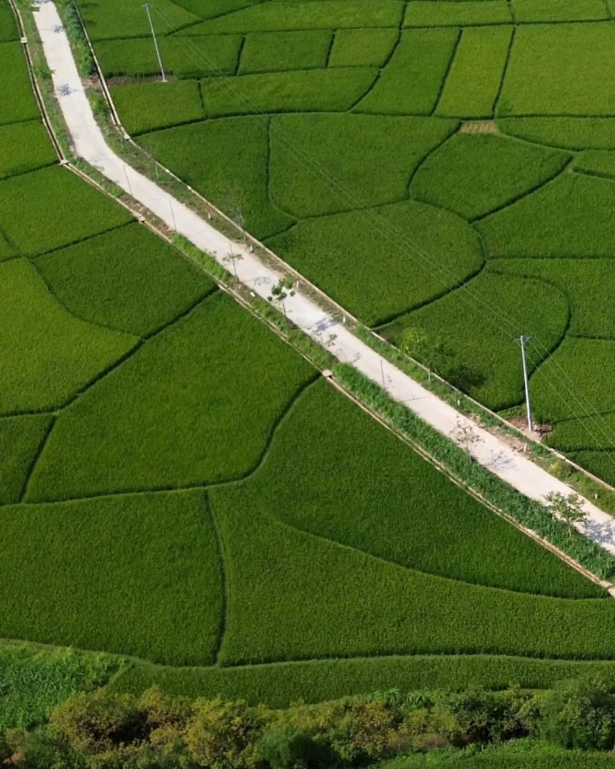 Vietnam countryside aerial view of rice fields motorbike trip