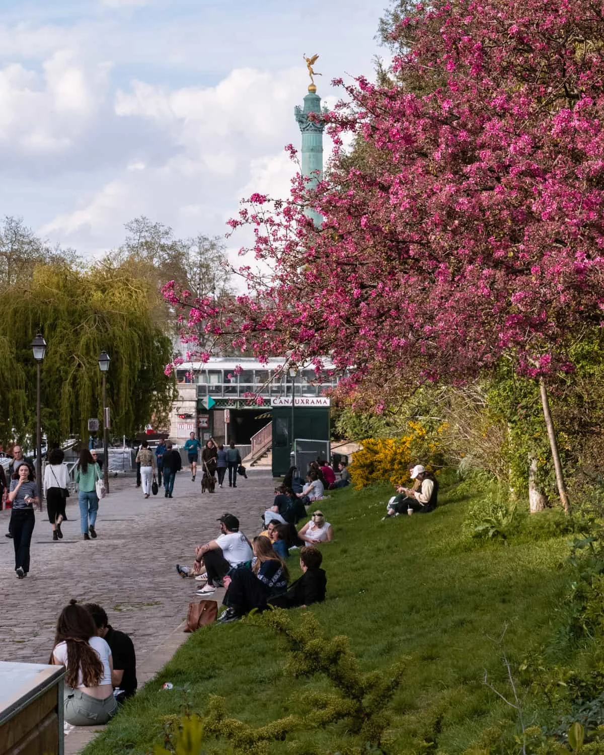 Pink cherry blossoms in Paris port de l'Arsenal with people lounging