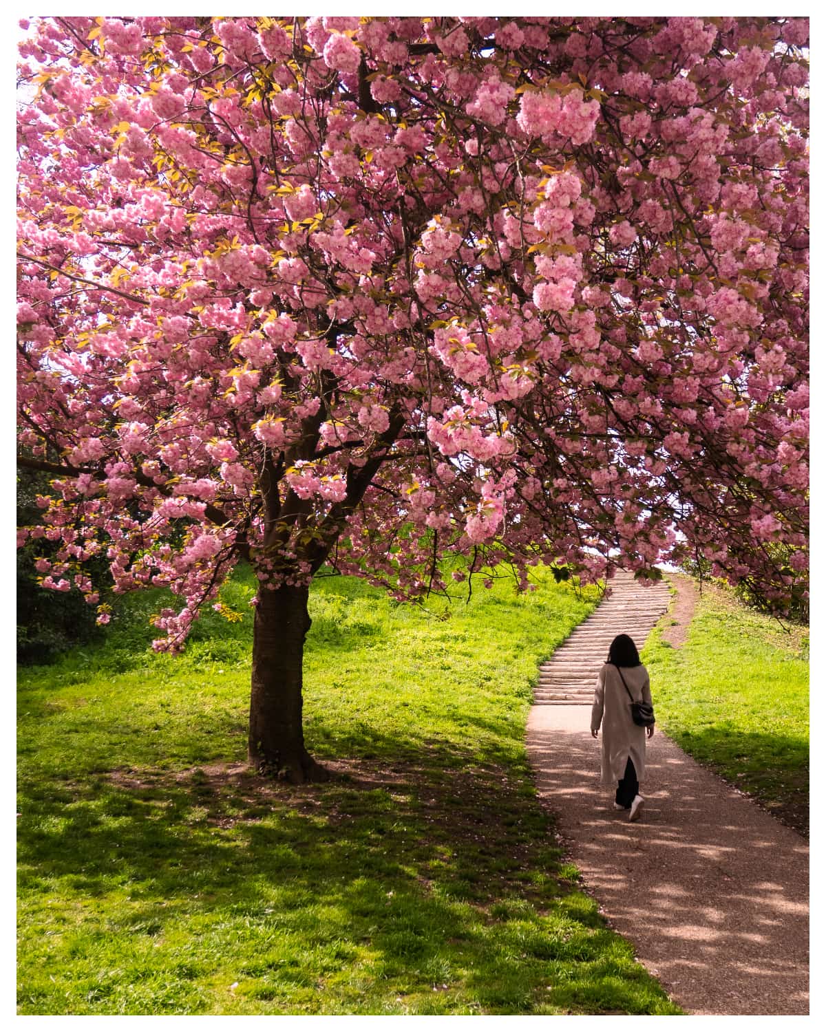 Pronoti Cherry Blossom tree
