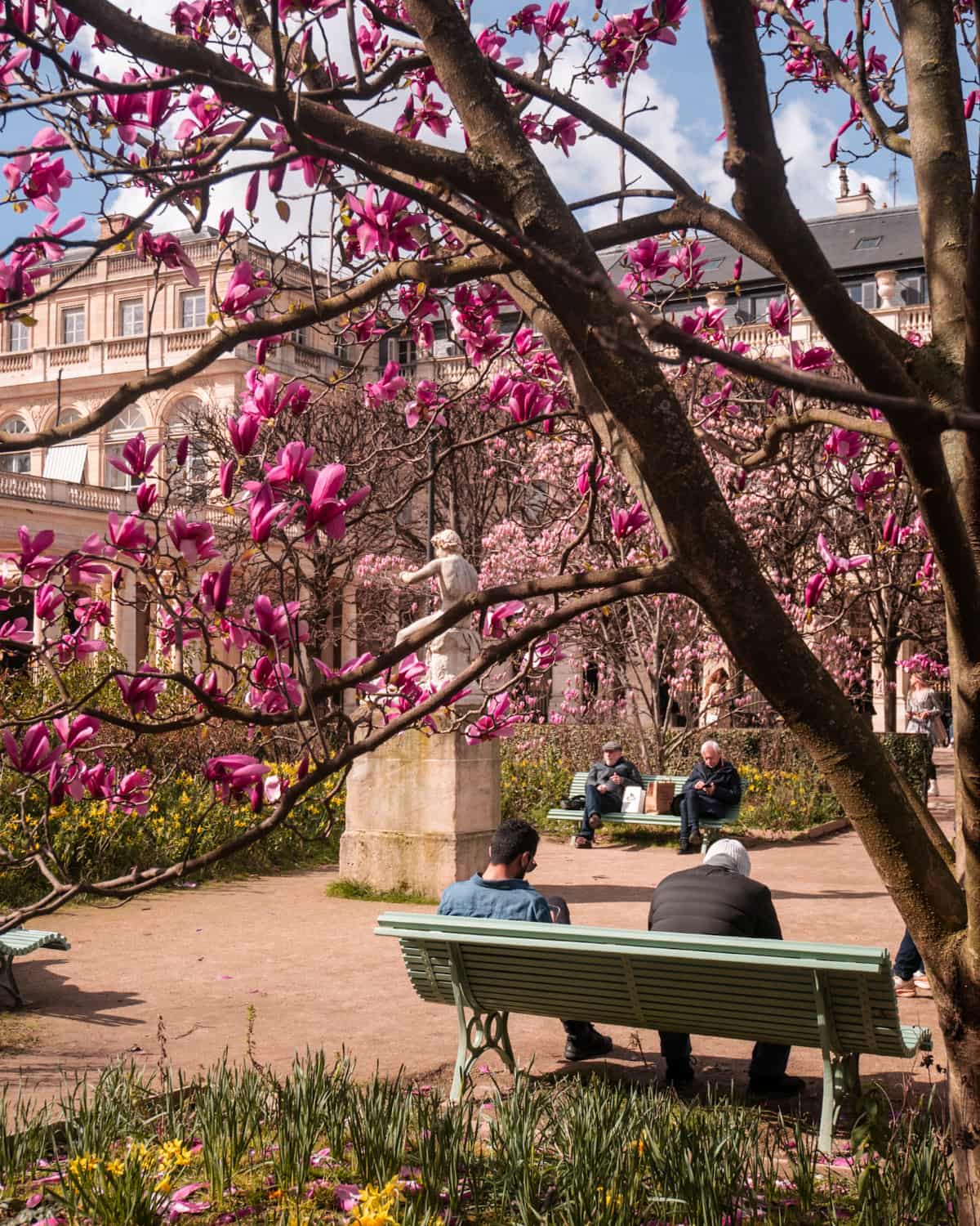 Blooming magnolias in Paris Jardin du Palais Royal