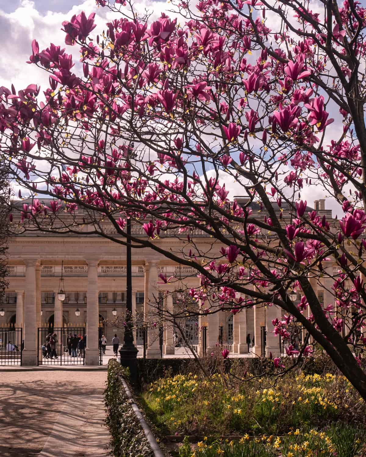 Magnolias blooming in Paris at Jardin du Palais Royale