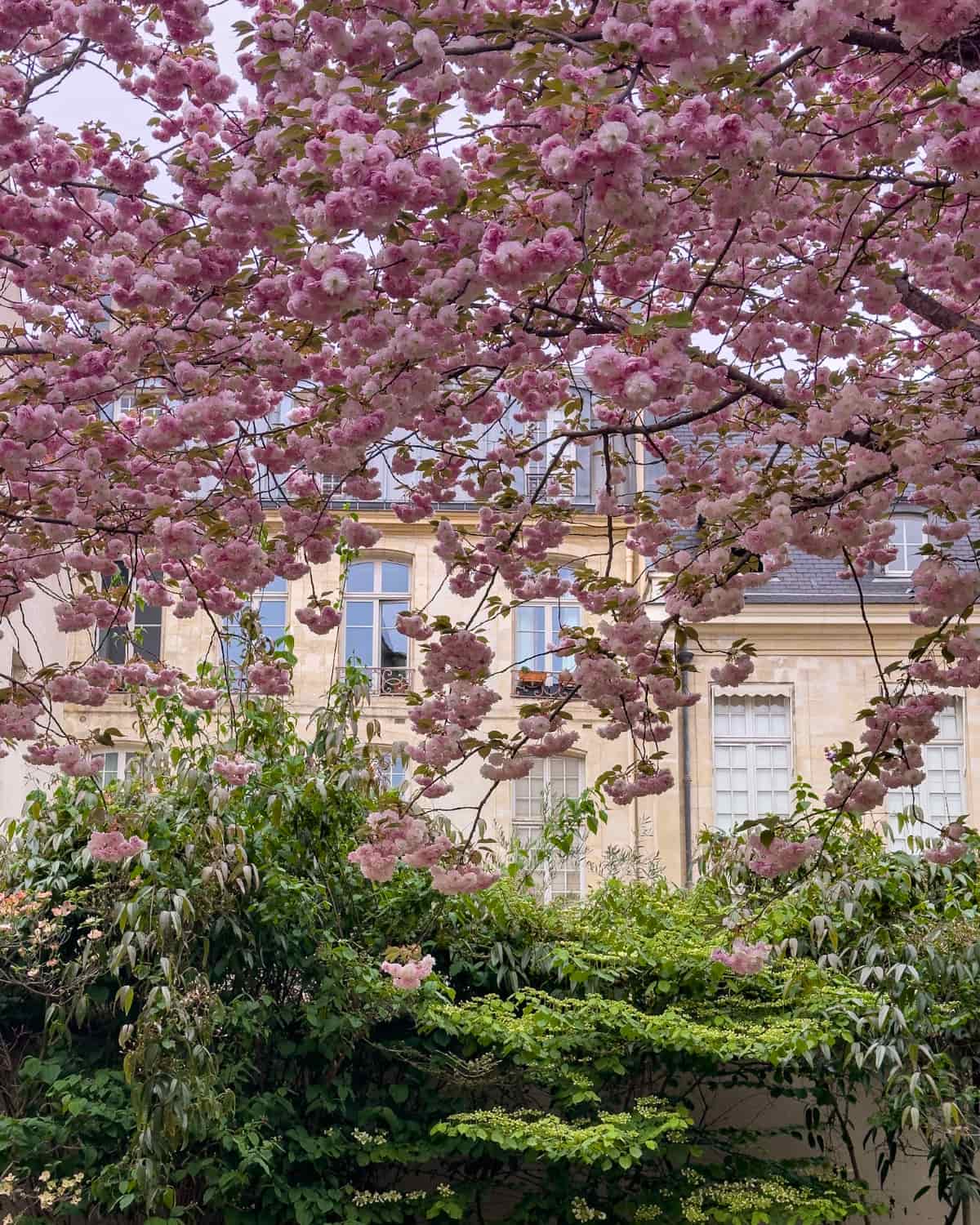 Blooming cherry blossom trees at Jardin Anne Frank