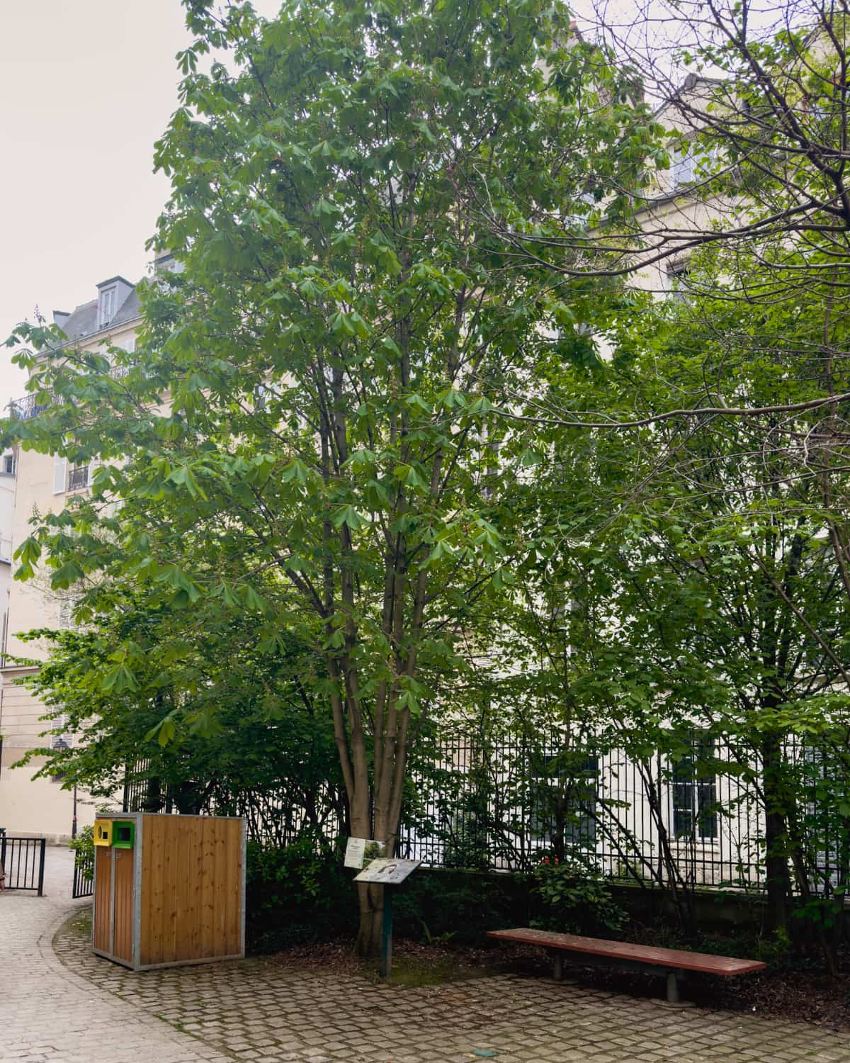 A horse chestnut tree in a Paris garden